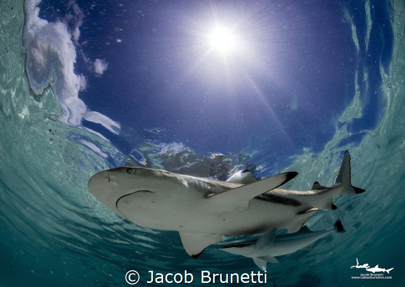 in the sky.. by Jacob Brunetti 