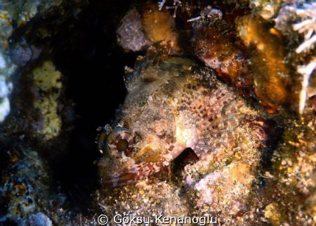 A really beautiful juvenile stone fish by Göksu Kenanoğlu 