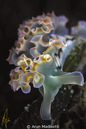 Lettuce seaslug by Arun Madisetti 