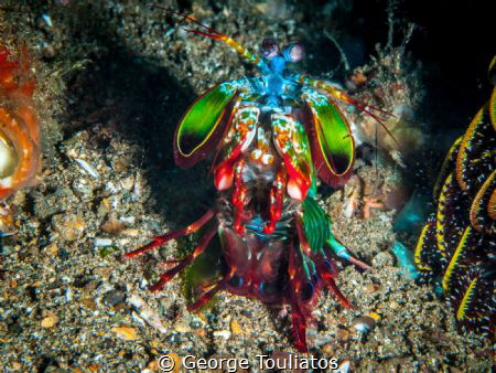 Mantis Shrimp!!! by George Touliatos 