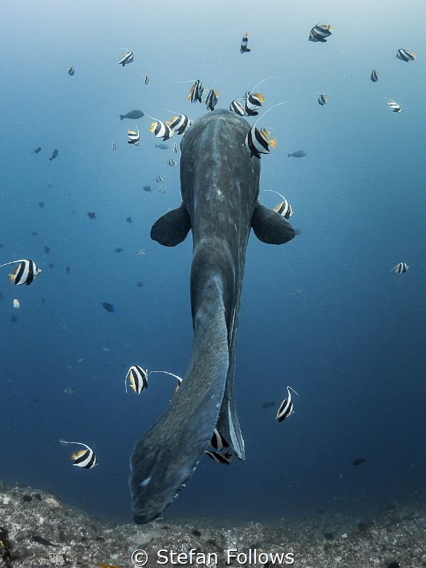 That one time in Bali ... !

Bump-Head Sunfish - Mola a... by Stefan Follows 