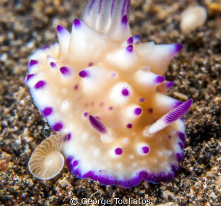Feeling Purple!!! by George Touliatos 