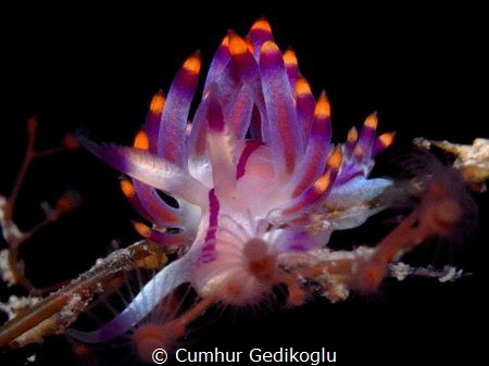 Flabellina rubrolineata by Cumhur Gedikoglu 