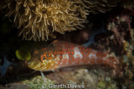 Saddled Blenny by Gareth Davies 