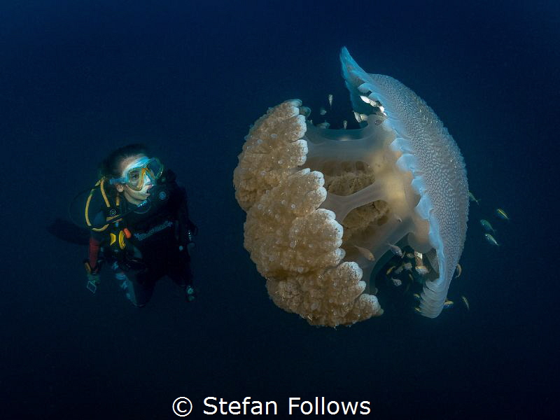 "We didn't come here to fight with monsters ..."

Jelly... by Stefan Follows 