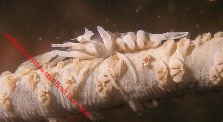 Zeno crab ??? Im not sure on what this is. Any ideas by Brad Cox 