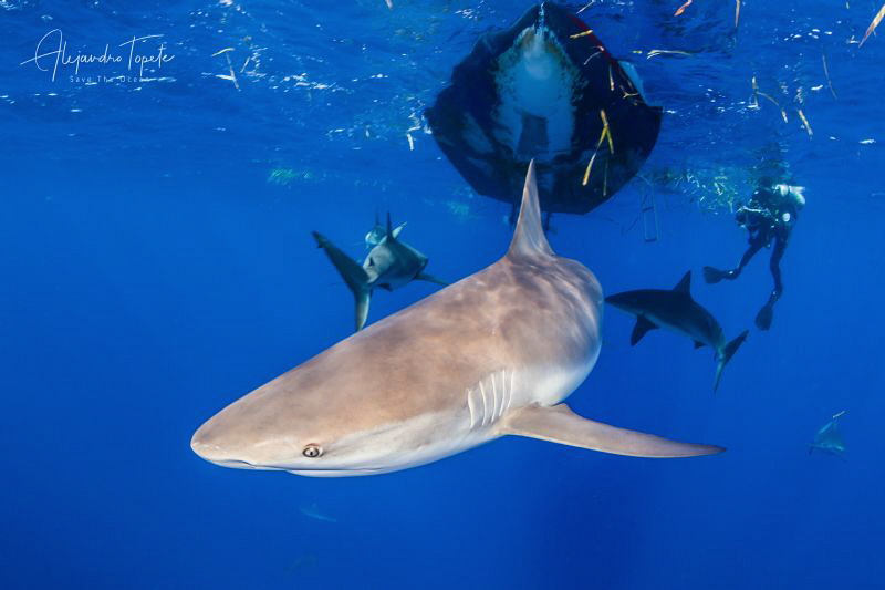 Reef Sharks and Photographer, Gardens of the Queen Cuba
 by Alejandro Topete 