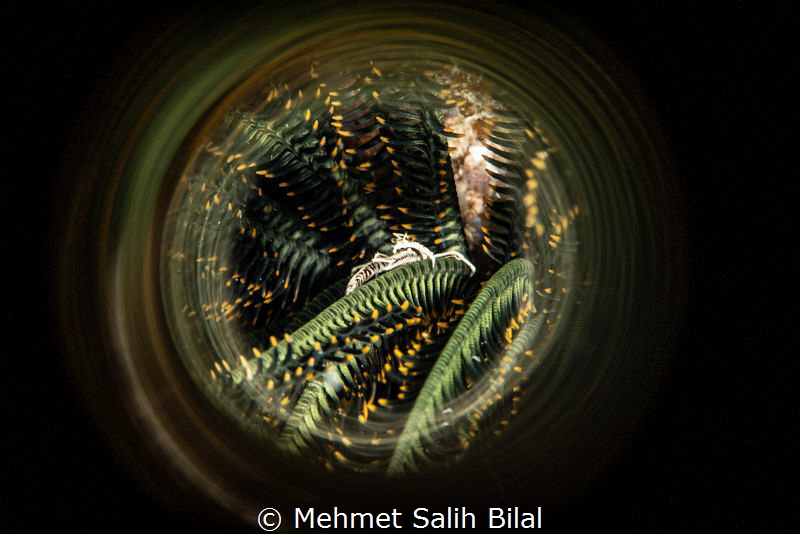 Crinoid crab. by Mehmet Salih Bilal 