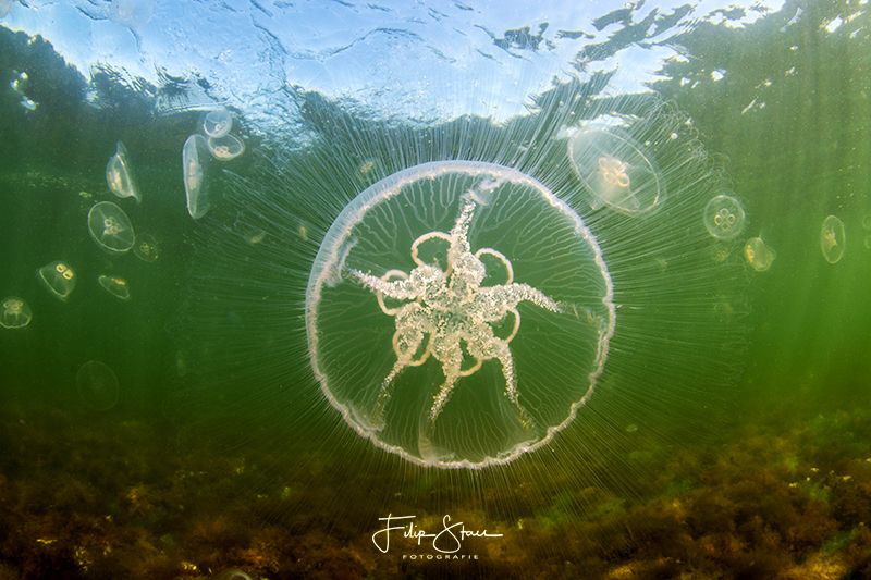 Moon jellyfish(Aurelia aurita), Zeeland, The Netherlands. by Filip Staes 