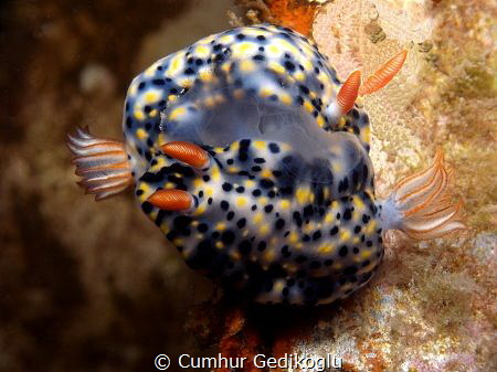 Hypselodoris infucata
Mating by Cumhur Gedikoglu 
