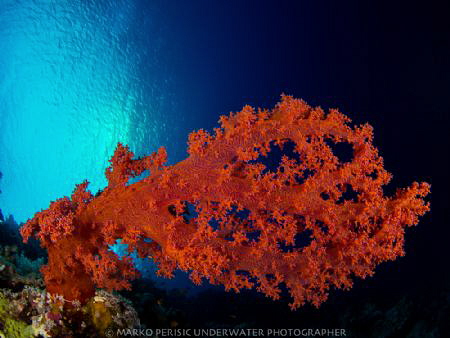 RED by Marko Perisic 