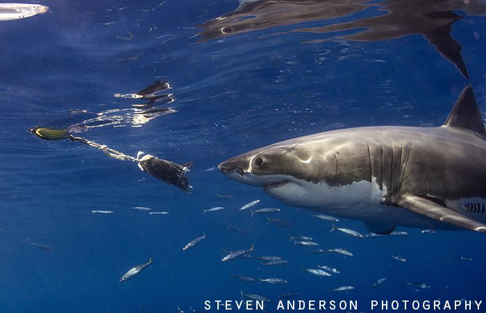 Teasing with fish is the normal practice to lure these bi... by Steven Anderson 
