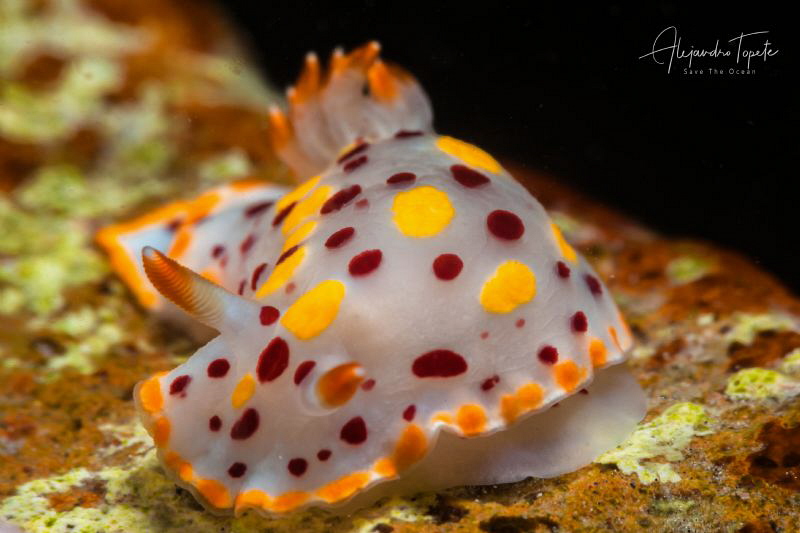 Nudibranch white, La Paz México by Alejandro Topete 