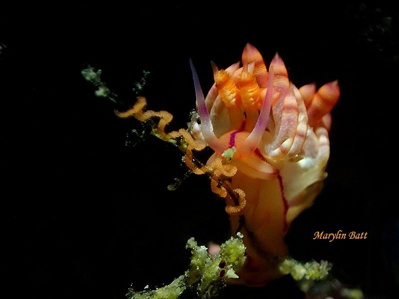 Lovely Flabellina laying eggs by Marylin Batt 