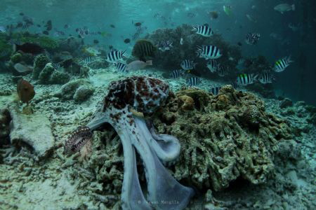 Octopus by Wawan Mangile 