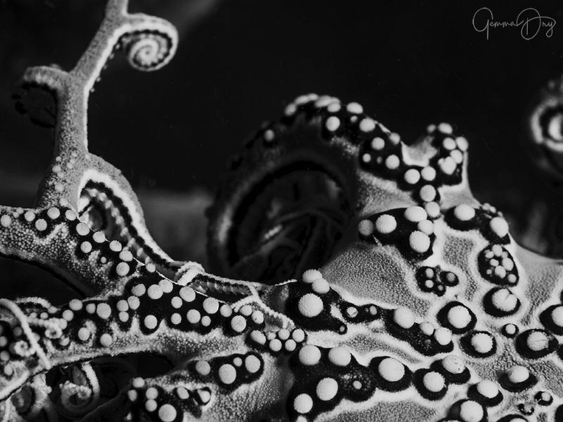 Study of a basket star. We were blessed with so many subj... by Gemma Dry 