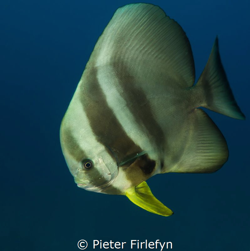 Batfish by Pieter Firlefyn 