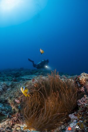Red anemone with clownfishes and model by Raffaele Livornese 