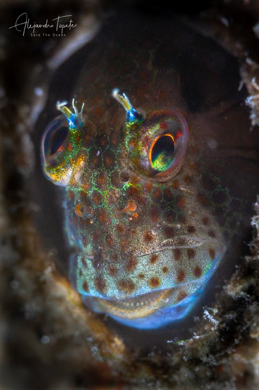 Crazy eyes Blenny, La Paz México by Alejandro Topete 