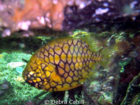Pineapple Fish Clifton Gardens Mosman NSW by Debra Cahill 