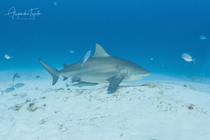 Bullshark in the sand, Playa del Carmen México by Alejandro Topete 