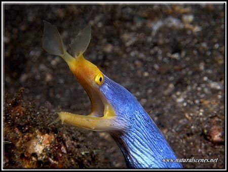 Ribbon ells must be tame in Tulamben ,I didn’t expect too... by Yves Antoniazzo 