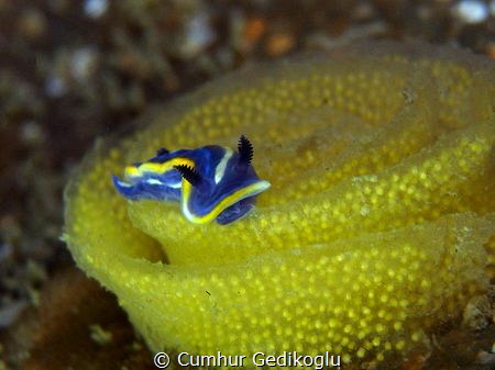 Felimare tricolor by Cumhur Gedikoglu 