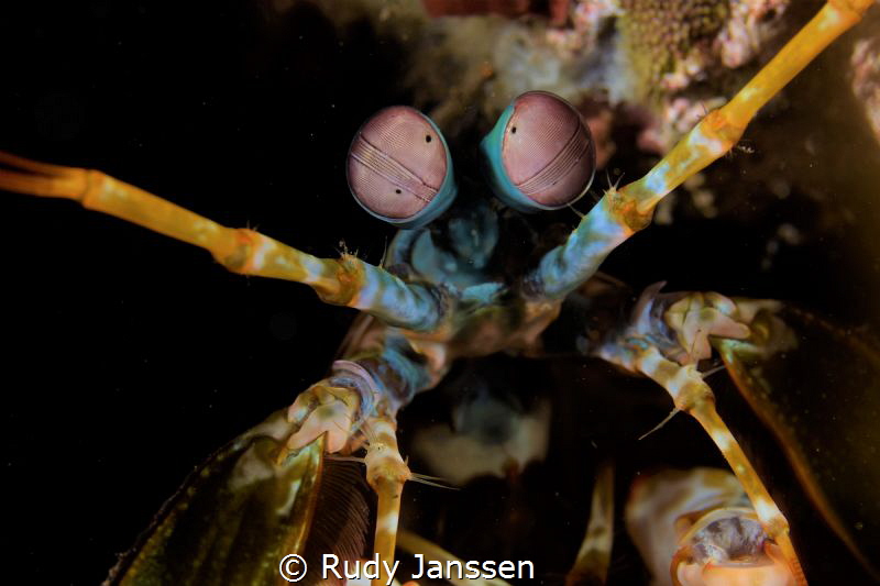 Mantashrimp : THE EYES !!! by Rudy Janssen 