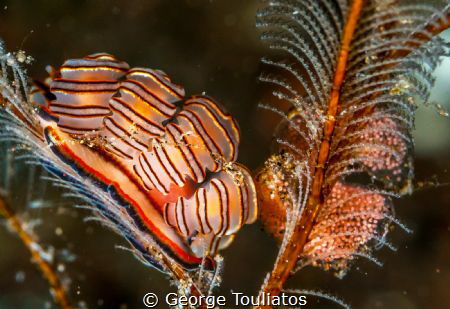 Doto Nudie!!! by George Touliatos 