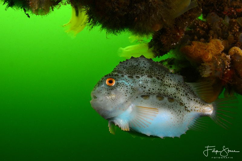 Juvenile lumpsucker(Cyclopterus lumpus), Zeeland, The Net... by Filip Staes 