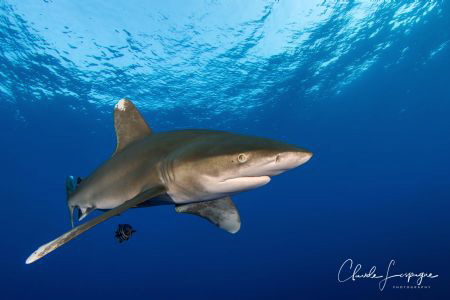 Longimanus by Claude Lespagne 