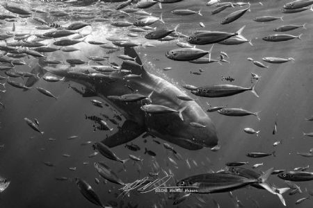 Lucy the Great White shark after a breach in Isla Guadalupe by Michael Makara 
