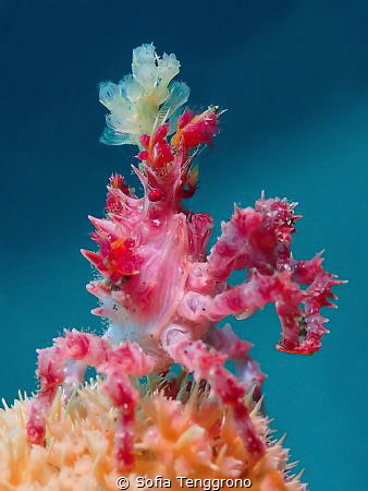 Dancing Candy Crab [Hoplophrys oatesi] by Sofia Tenggrono 