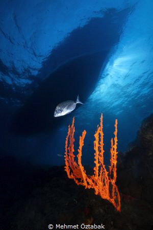 Sponge axinella and boat- Big Reef-Bodrum / Turkey by Mehmet Öztabak 