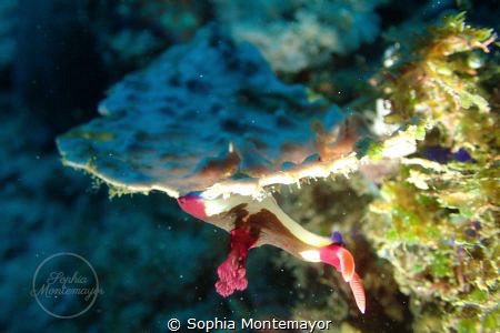 I was just trying out macro photography in Anilao, and I ... by Sophia Montemayor 