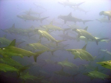 large school of scalloped hammerheads.
Darwin Arch Galap... by Stewart Smith 
