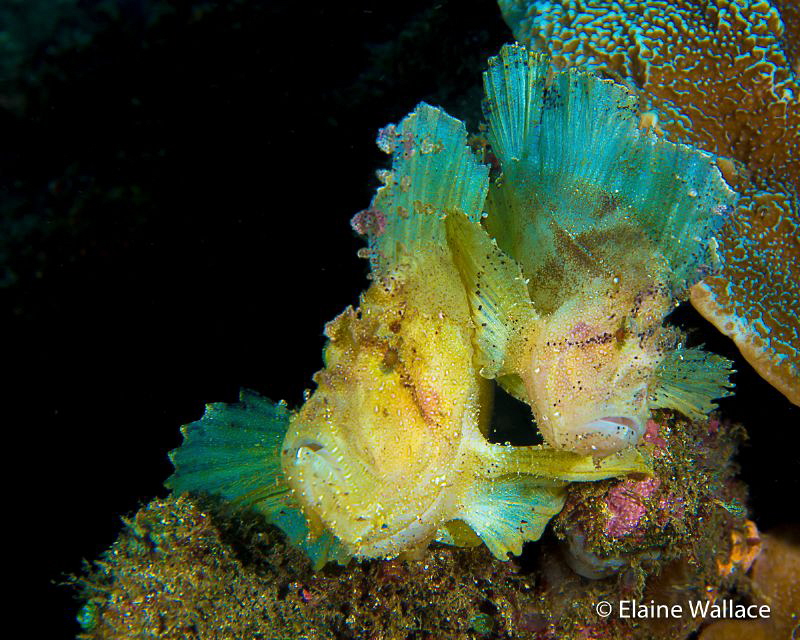 A pair of white/yellow leaf fish.  Recently they have bee... by Elaine Wallace 