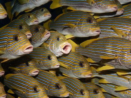 Sweet Lips by Wawan Mangile 