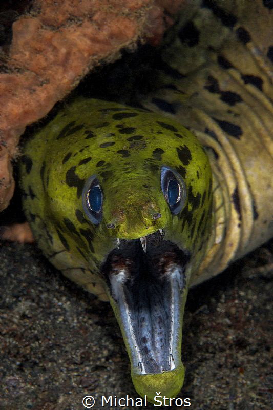 Fimbriated Moray Eel by Michal Štros 