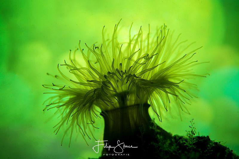 Small snakelocks anemone (Sagartiogeton undatus), Zeeland... by Filip Staes 