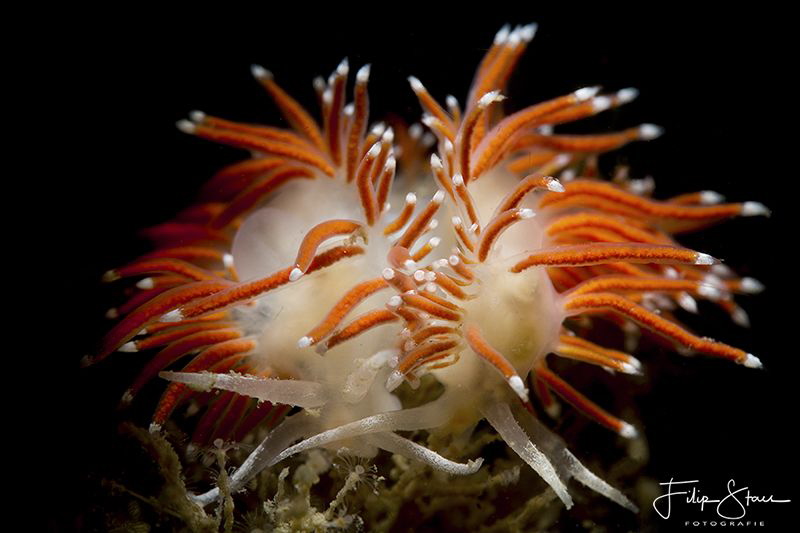 Slender eolis (Flabellina gracilis), Zeeland, The Netherl... by Filip Staes 