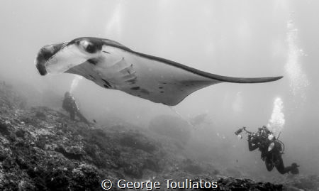 Shooting Mantas!!! by George Touliatos 