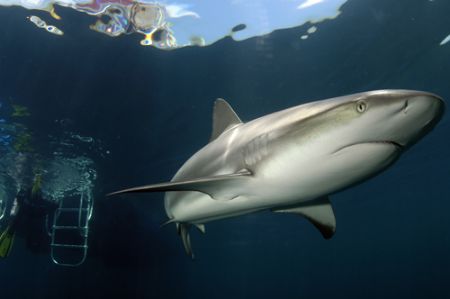 Alison Kemp of Stuart Cove's Fin Photo captured this Cari... by Fin Photo 