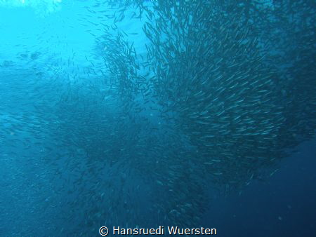 The Sardine by Hansruedi Wuersten 