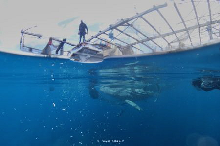 Feeding Time, Whale Shark by Wawan Mangile 