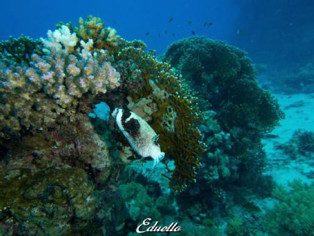 Coral view by Eduard Bello 