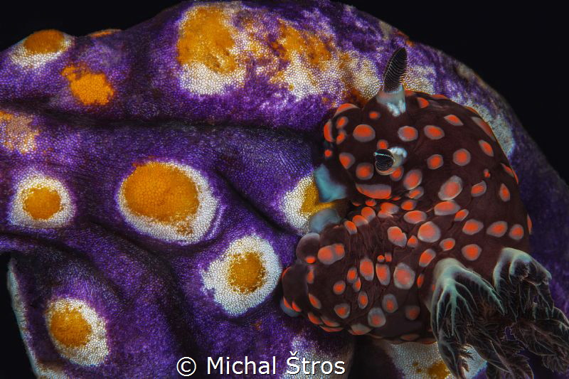 Nembrotha yonowae on tunicate by Michal Štros 