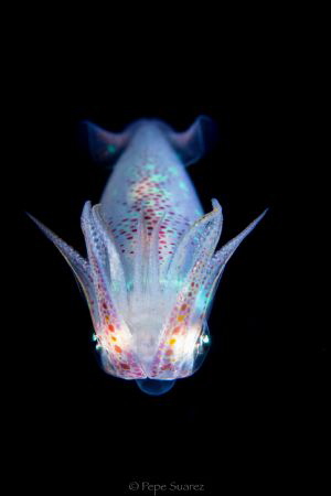 Squid glowing by Pepe Suarez 