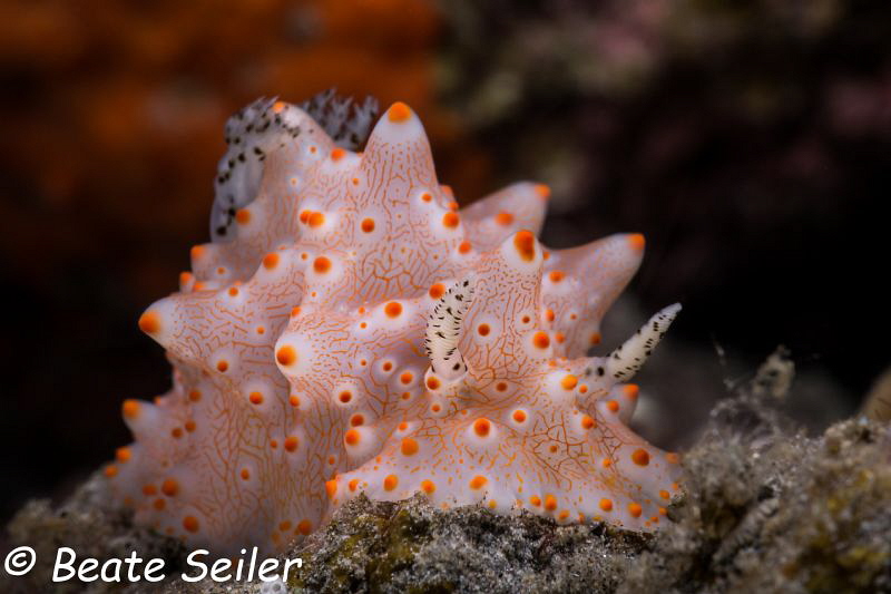 beautifull nudi by Beate Seiler 