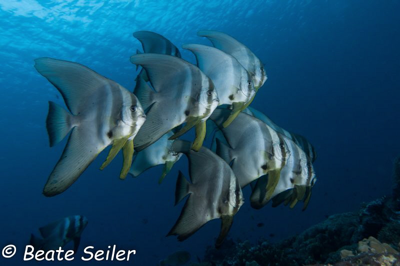 Batfish at the house reef of Pintuyan Dive Resort by Beate Seiler 